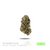 1OZ Indoor Flower by Puffy :) (7 Strains)
