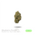 1OZ PREMIUM Indoor by Puffy :) (3 Strains)