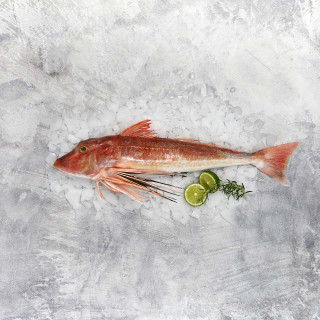 Buy Whole Gurnard from Sanford and Sons online on tray with garnish. Gurnard is best served pan fried.