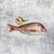 Whole Red Snapper Fish on grey background