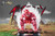 * Pre-order * Real Studio Dragon Ball kaiouken Goku Resin Statue #2