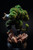 * Pre-order * 8 Studio Dragon Ball Broly Resin Statue #3