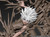 *Pre-order * BFF studio HUNTER×HUNTER Killua Resin Statue #4