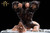 *Pre-order * Tusk Studio Anothereidos of Dragon Vein Billford Resin Statue