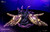 *Pre-order * Pinklady Studio Genshin Impact Raiden Shogun Resin Statue #6