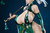 *Pre-order * Acy Studio  Original Rouge Rhyme  Indigo Dai＆ Purple Chen Resin Statue #15