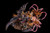 *Pre-order * Dragonfrontier Studio Monster Hunter Ruiner Nergigante X Shara Ishvalda Resin Statue #7