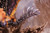 *Pre-order * Dragonfrontier Studio Monster Hunter Ruiner Nergigante X Shara Ishvalda Resin Statue #1