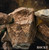 *Pre-order * Panda Studio Project Hail Mary Rocky Resin Statue #1