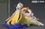 *Pre-order * SWS Studio Arknights Shu Resin Statue #8