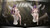 *Pre-order * Eve Studio Frieren: Beyond Journey's End Angel Fern Resin Statue #3