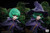 *Pre-order * SFH Studio Swordsmen from Hell Witch Schierke Resin Statue #10