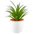 A white mini desk plant pot with an orange rim and a green, spiky plant inside.