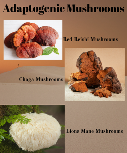 Discover the Ancient Secrets of Adaptogenic Mushrooms and Their Modern-Day Benefits