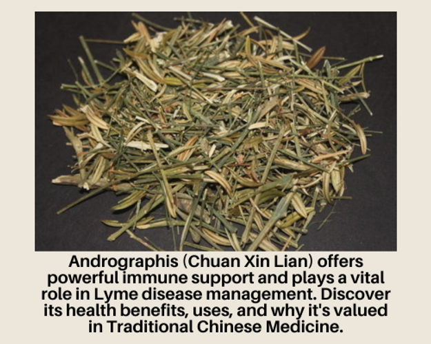 Andrographis (Chuan Xin Lian) - Powerful Herb for Immune Support and Lyme Disease Relief