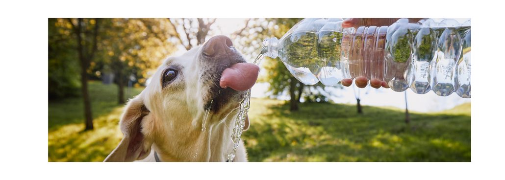 Beat the Heat: Essential Tips for Staying Hydrated This Summer