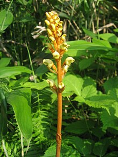 Tian Ma Gastrodia: An Overview of Its Benefits and Uses in Traditional Medicine