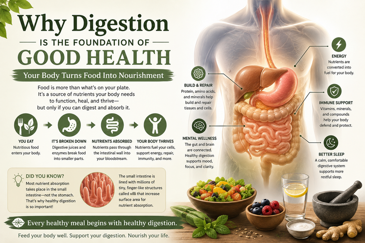 Why Digestion Is The Foundation Of Good Health