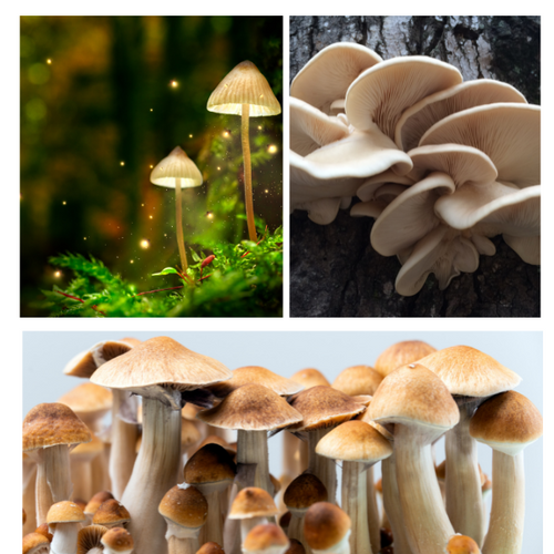 The Enchanting World Of Medicinal Mushrooms