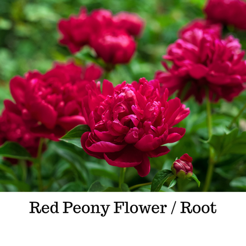 "Experience the Empowering Beauty of Red Peony Root"