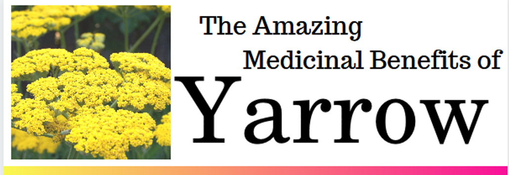 The Uses and Benefits of Yarrow