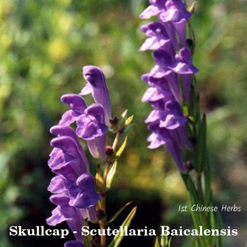 Skullcap Root - Scutellaria baicalensis