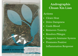 Andrographis Herb benefits, Chuan Xin Lian health benefits