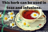 Add poria fungus to your herbal teas