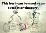 Make a black atractylodes liquid extract or tincture for easy dosing.