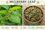 Sang Ye, Mulberry Leaf plant