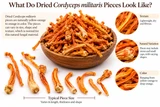 What does cordyceps look like