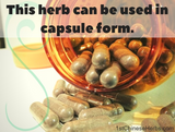 Make your own money saving Artemisia Capillaris capsules.