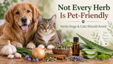 Herbs That Are Not Safe for Dogs and Cats: A Pet Owner's Guide