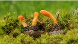 Unleash Your Vitality with Cordyceps: Nature's Energy Booster