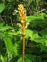 Tian Ma Gastrodia: An Overview of Its Benefits and Uses in Traditional Medicine