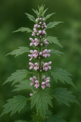 Discover Yi Mu Cao: Benefits, Uses, and Insights into Motherwort