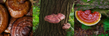 Reishi Mushroom. One of the most beneficial mushrooms to use.