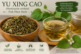 The Herb Nobody Forgets: Why Yu Xing Cao Keeps Showing Up in Lyme Disease, Bartonella, and Chinese Herbal Discussions