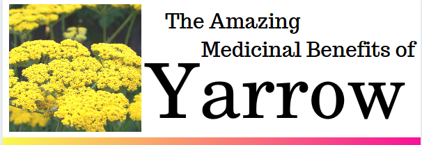 The Amazing Medicinal Benefits of Yarrow Flower 1st Chinese Herbs