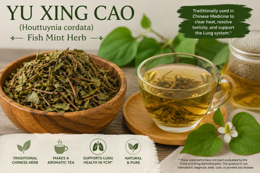 The Herb Nobody Forgets: Why Yu Xing Cao Keeps Showing Up in Lyme Disease, Bartonella, and Chinese Herbal Discussions