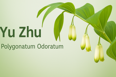 Yu Zhu: The Lesser-Known Herb That Could Transform Your Skin, Lungs, and Energy