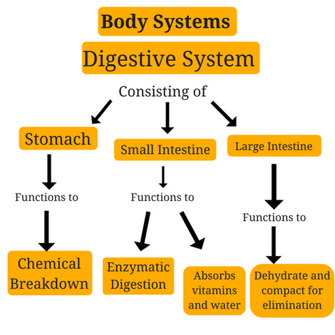 Natural Solutions for Digestion and Gut Health: The Power of Chinese Herbs