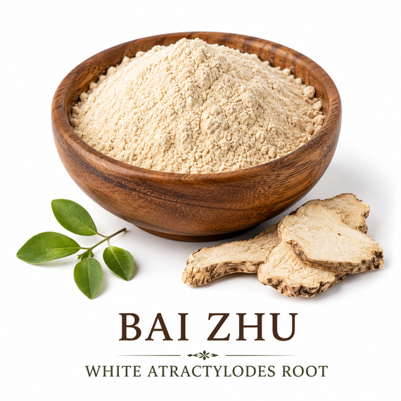 Bai Zhu White Atractylodes Root powder in a wooden bowl with dried Atractylodes macrocephala rhizome slices on a white background.