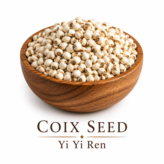Coix Seed Yi Yi Ren Chinese herb in wooden bowl used for soups teas and wellness support