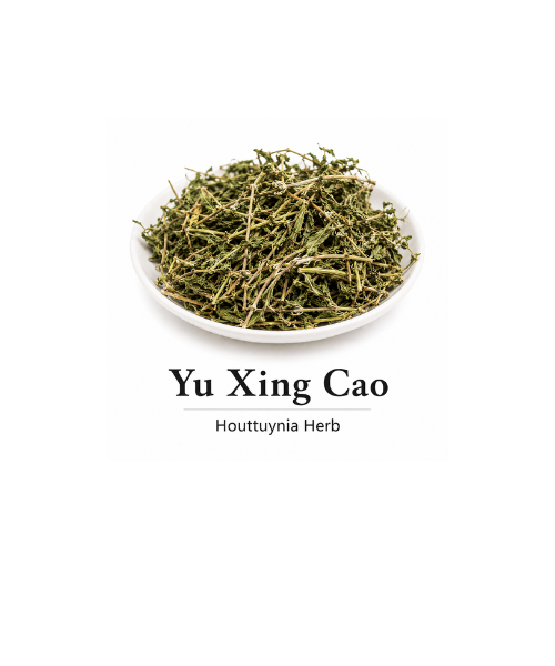 Yu Xing Cao herb, traditionally used in TCM to clear heat.  Third-party laboratory testing report confirming the purity and safety of Yu Xing Cao bulk herbs.