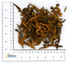 organic You Ji Huang Lian (Coptis chinensis) rhizome on a white background, showcasing the distinctive golden-yellow interior and natural branching rhizome pieces of this premium Nuherbs Chinese herb used in traditional herbal decoctions.