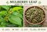 Sang Ye, Mulberry Leaf plant