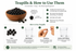 How to use teapills