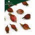 Gardenia Fruit (Zhi Zi) - Whole Form 1 lb. - Plum Flower Brand