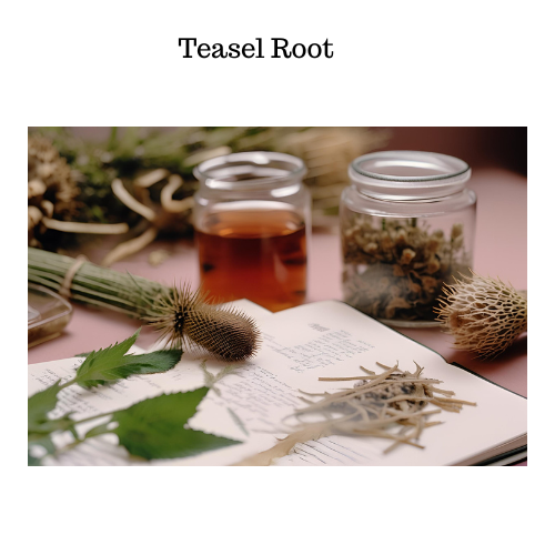 What is teasel root health benefits 